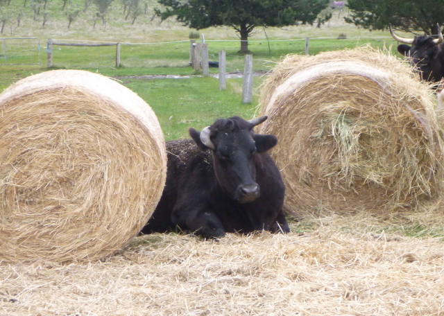 William 1057_0010B_1