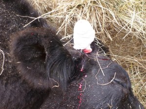 William 1057_0011B_1