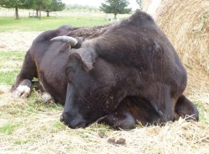 William 1057_0016B_1