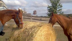 934166_441360769291660_768872590_n