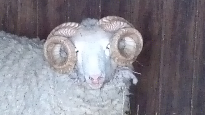 Where sheep may safely graze…..the continuing story « Honey's Pledge