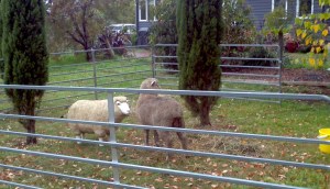 2015-05-08_13-09-45_338