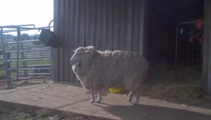 2015-05-24_13-11-19_620