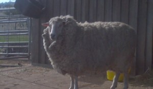 2015-05-24_13-11-24_756