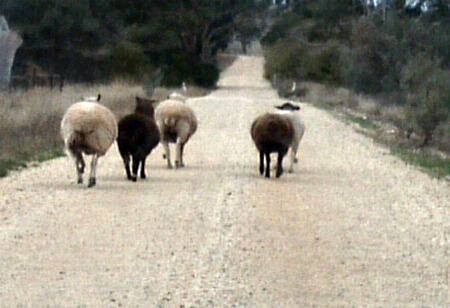 road-sheep