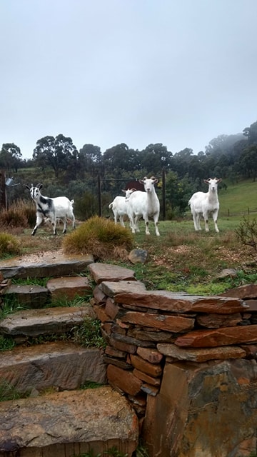 Elevated Plains goats 1