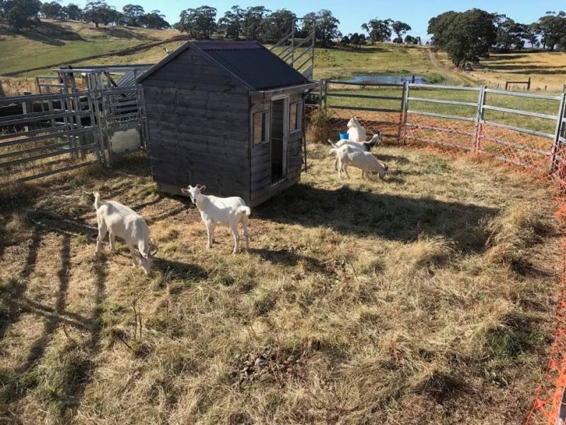 Elevated Plains goats 2