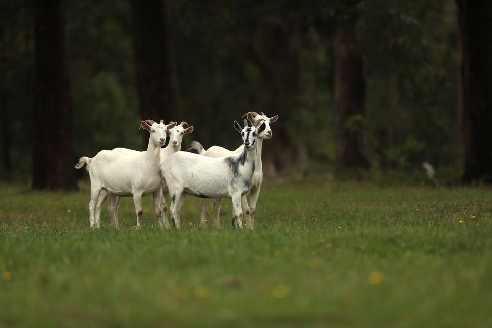 Elevated Plains goats 3