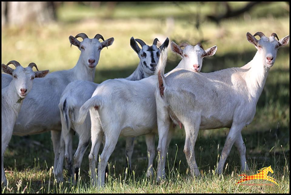 Elevated Plains goats 4