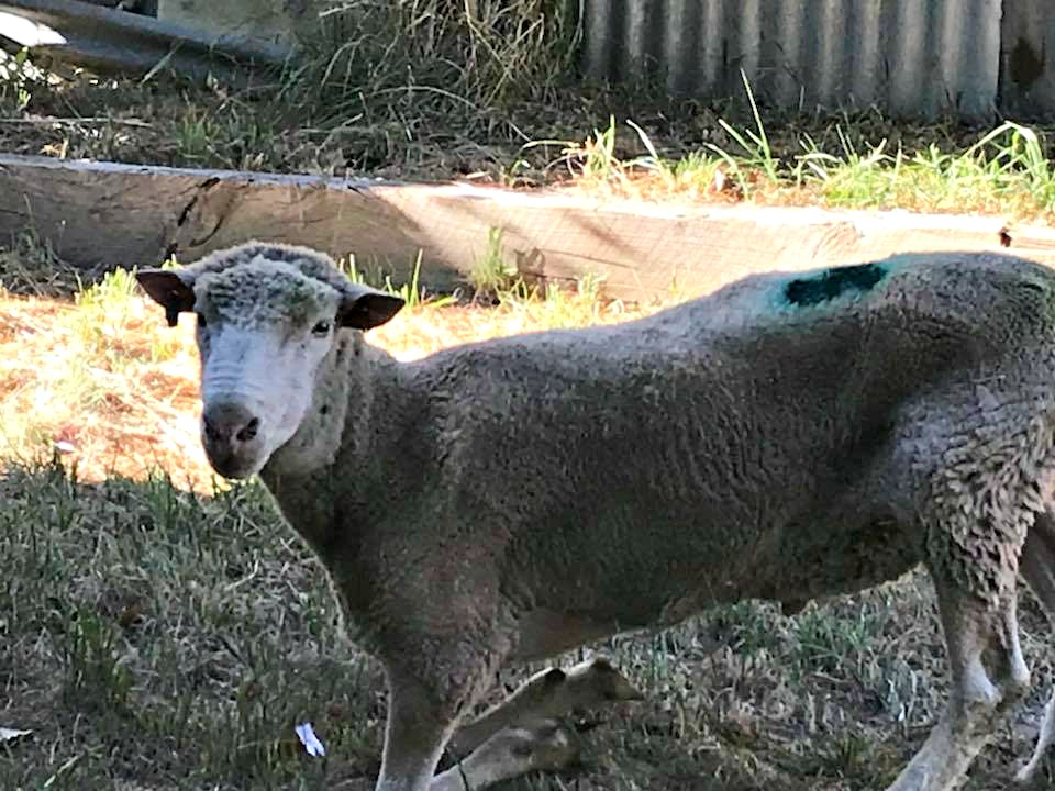 Glenlyon ram