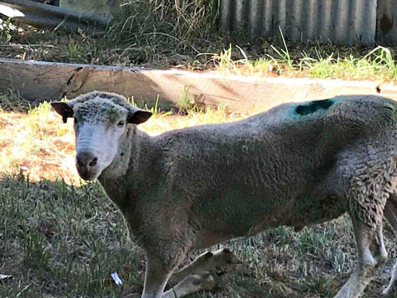 Glenlyon ram